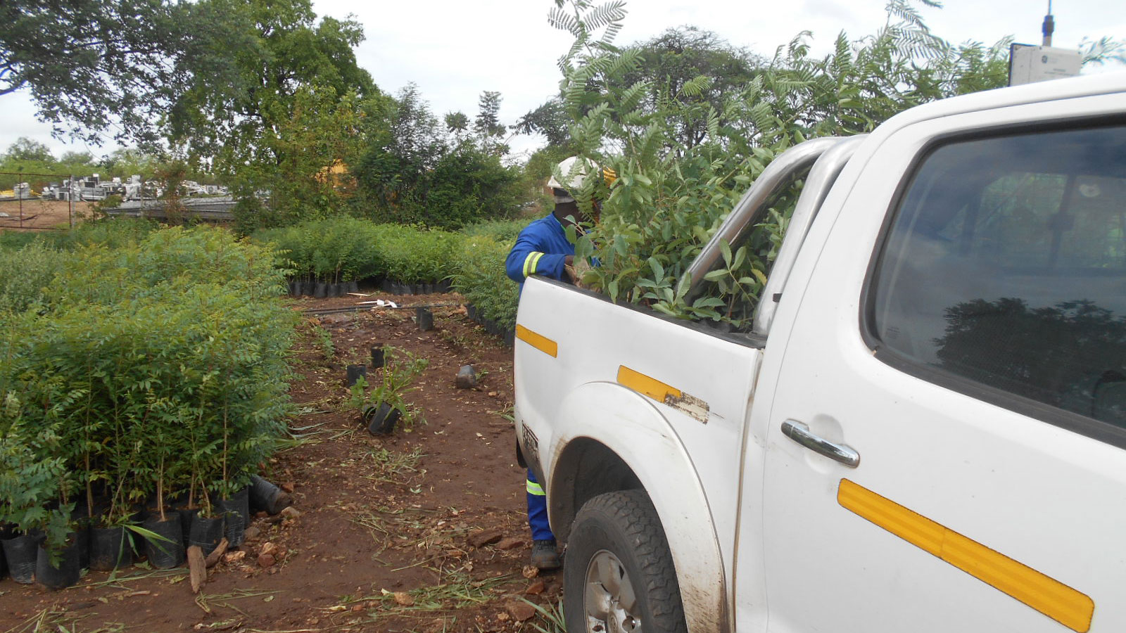 Carregamento de plantas Para Plantacao